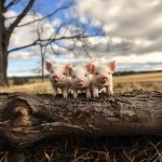 3 little pigs